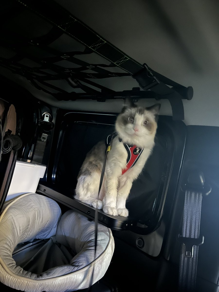 nyacogami's tweet photo. キャンプ用の車内テーブルがミニキャットタワーとして使われてる🤭 https://t.co/ZuQ5JQWdkj
