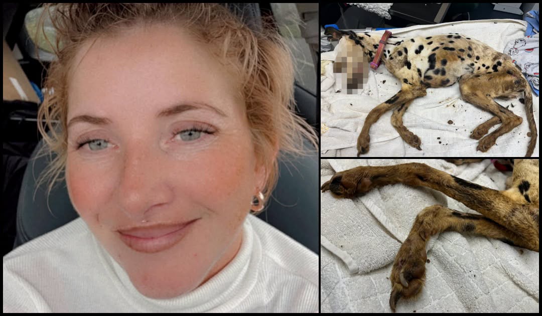AdoptionsUk's tweet photo. Please retweet ANIMAL CRUELTY CONVICTION: KIMBERLEY RICHARDS‑MILLER, 38, FROM #BONYMAEN, #SWANSEA SA1  #WALES #UK – LIFETIME BAN AFTER DALMATIAN STARVED TO DEATH
AVOIDS JAIL ‼️‼️‼️
Darcy, a one‑year‑old Dalmatian, died weighing just 7.1kg — around a third of a healthy dog’s weight.  
Her owner,  Swansea mother-of-two Kimberley Richards‑Miller, has been banned from keeping animals for life after admitting causing unnecessary suffering.
Darcy’s emaciated body was taken to a vet on 14 November, scoring 1/9 on the body condition scale.
The court heard Richards‑Miller had been told several times to seek veterinary help in the weeks before Darcy died — but never did.
A post‑mortem revealed:
• Severe loss of fat and muscle throughout her body  
• Almost no gut contents  
• Stress‑ and hypothermia‑related stomach ulceration seen in starvation cases
• No underlying illness — meaning Darcy’s condition was caused solely by not being fed
Vets said an adult Dalmatian dropping from 20kg to 7kg would take around five months on water alone. For a young, growing dog like Darcy, starvation would have taken months, with suffering every single day.
Richards‑Miller received:
• Lifetime ban on keeping animals  
• 12‑month custodial sentence (suspended for 18 months)  
• 25 rehabilitation days  
• 150 hours unpaid work  
• £400 costs + £187 surcharge
Inspector Keith Hogben said:
“It is heartbreaking to imagine what Darcy went through. All animals deserve kindness. Anyone struggling must seek help.”
This is one of several shocking cruelty cases across South Wales this summer — but Darcy’s is the only one resulting in a lifetime ban.
💔 Darcy suffered for months. Her death must not be forgotten. Details and credit to .....
https://t.co/Df6LIuGcld
https://t.co/9kcIm0WgNj 

#dogs @DefraGovUK @itvnews @BBCNews @GBNEWS @RobbieRinder @andyburnham @LabourAnimalRG @ConservativeAWF @rickygervais @liamgallagher @TheSun @DailyMirror @guardian @WalesOnline @SwanseaOnline10 @BritishVets @APDAWG1 @PETAUK @RSPCA_PATeam #dogs #adoptdontshop #England #Wales #Scotland #Neath #Cardiff 
#KIMBERLEYRICHARDSMILLER #animalcruelty 

KIMBERLEY RICHARDS‑MILLER
