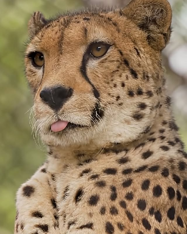 AcervoCharts's tweet photo. Até hoje, não existem registros verificados de ataques de guepardos a humanos, eles são praticamente gatinhos gigantes. https://t.co/9vblHHWFQW