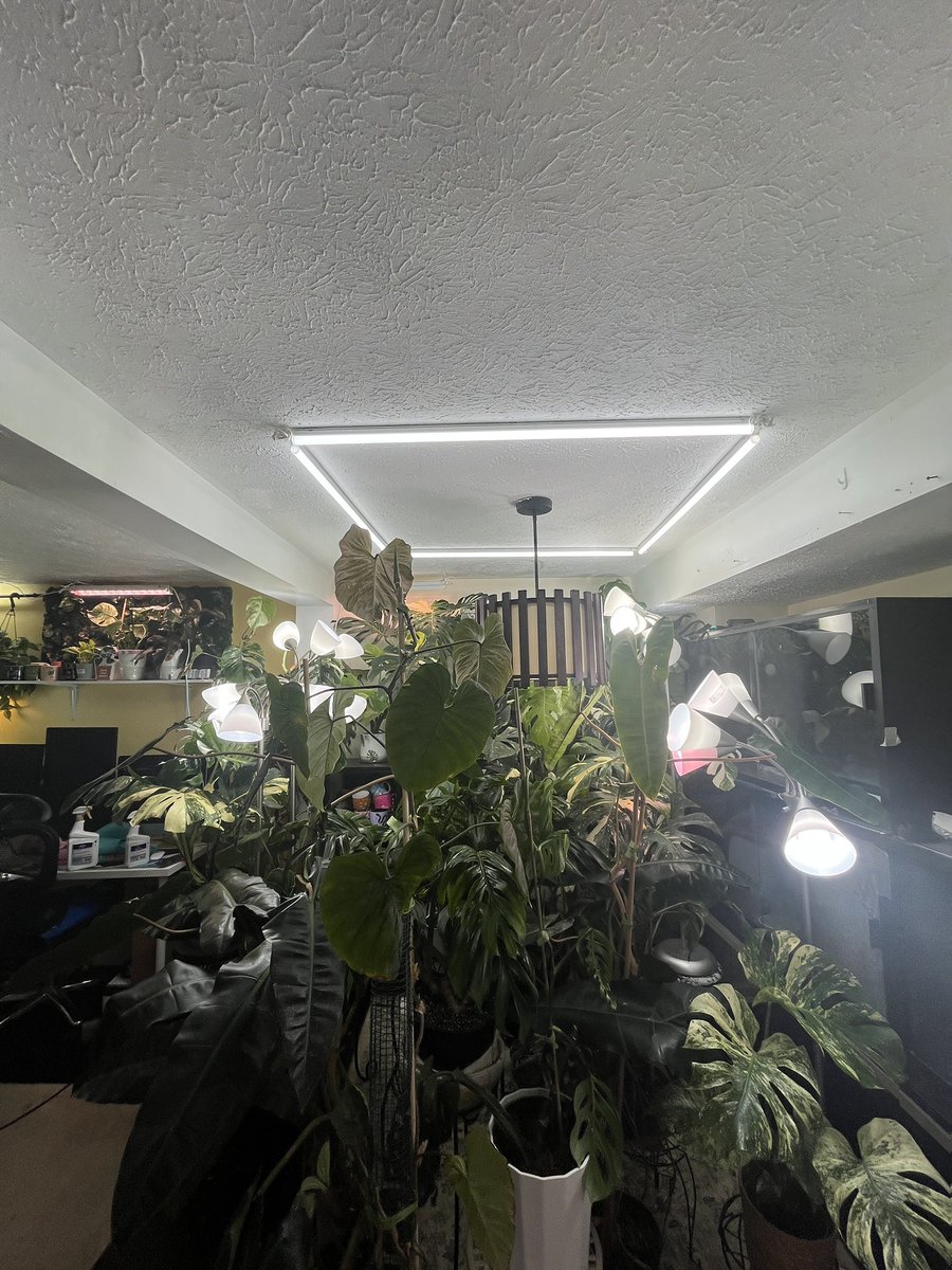 Animehead's tweet photo. here’s the lights I hung that took forever lmao. I know the light in the middle isn’t centered but it can’t be bc the plants don’t reach that far over. it’s driving me crazy too. last pic are tiny plants I grew from tissue culture and I’m very proud of them! haha https://t.co/QoArbWVup4