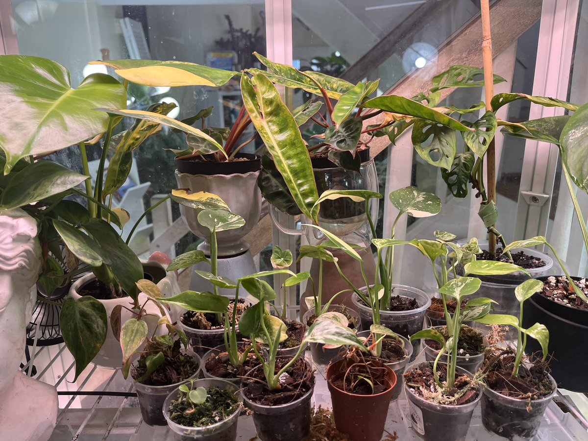 Animehead's tweet photo. here’s the lights I hung that took forever lmao. I know the light in the middle isn’t centered but it can’t be bc the plants don’t reach that far over. it’s driving me crazy too. last pic are tiny plants I grew from tissue culture and I’m very proud of them! haha https://t.co/QoArbWVup4
