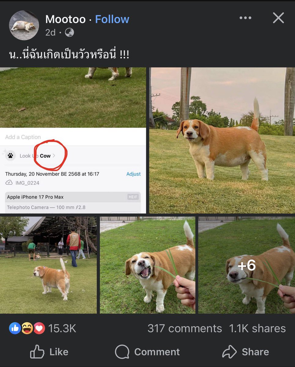 apricitydreamz's tweet photo. แรงมากคุณพรี่!  ไม่เหมือนวัวตรงไหนก่อน 😂 https://t.co/qf6xYGE4jg