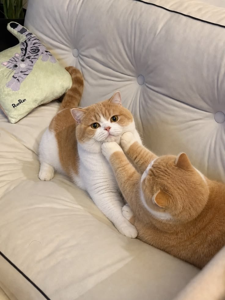 cuteecats154619's tweet photo. https://t.co/yTzgjIp9pv