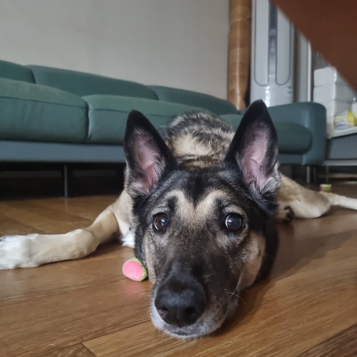 20180623bowwow's tweet photo. 요즘 거실 바닥에 대자로 누워 있을때가 많은데 지금도 그렇고. 거실에 누워 있으면 내 부록으로 요녀석이 따라 눕는다. 내 새끼 너무 귀여워 심장이 아프다. https://t.co/fUJOPwr4YJ