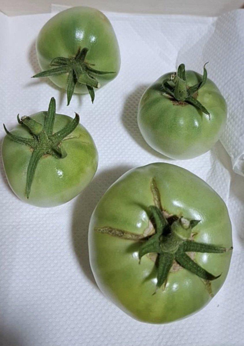 March4_rx7's tweet photo. 2年？おやすみしてたベランダ菜園
今年は6月中旬にトマトのアイコとサターンを🍅
実になってるけどアイコは2週間位前に1個収穫。
🌞暑すぎて他ま～たく赤くならず。
サターン、土曜日の昼と夜のゲリラ豪雨の影響で 🍅のヘタ近くが割れる放射状裂果😭
赤くないけど収穫してエアコンのある部屋で追熟 https://t.co/Vg3KlC5Orx