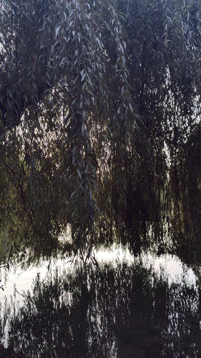 weissblauemacht's tweet photo. Wenn der Himmel den See küsst, braucht es keine Worte.
Manchmal reicht es einfach, im richtigen Augenblick am Ufer zu stehen und hinzuschauen.

⁠#Morgenstimmung⁠ ⁠#Augenblick⁠ ⁠#Innehalten⁠ #kleinhesselohersee #zamilapark https://t.co/JesqbKxISm
