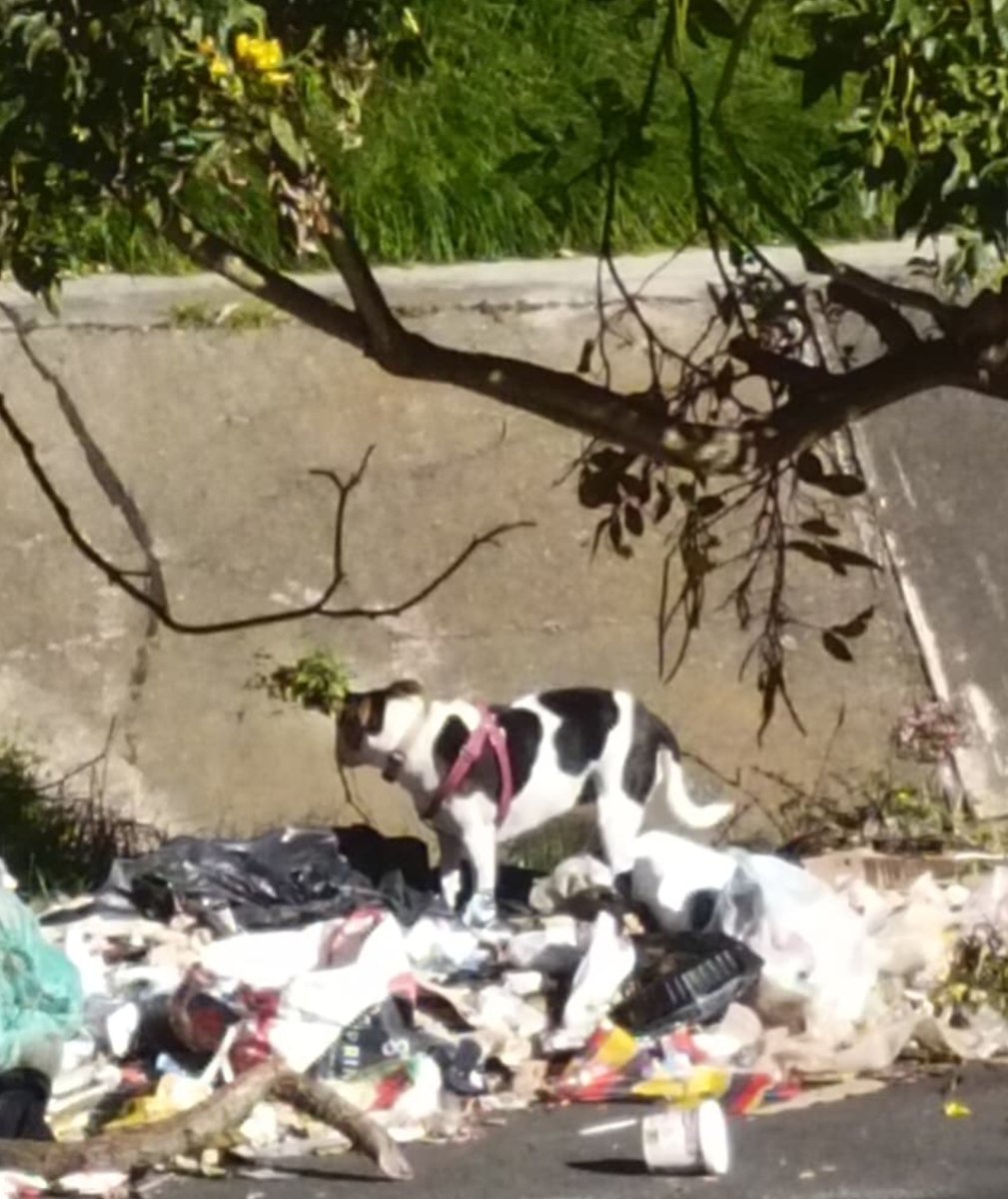 PlataformaALTO's tweet photo. Este perrito salió  corriendo  desesperado en medio del #terremoto  y terminó  en un caño en la CR 14 con CL 157 . Cedritos, Bogotá  😥
Tiene una correa rosada, seguro su familia lo está buscando en este momento. Por fa difundir. https://t.co/aAhegWp15f