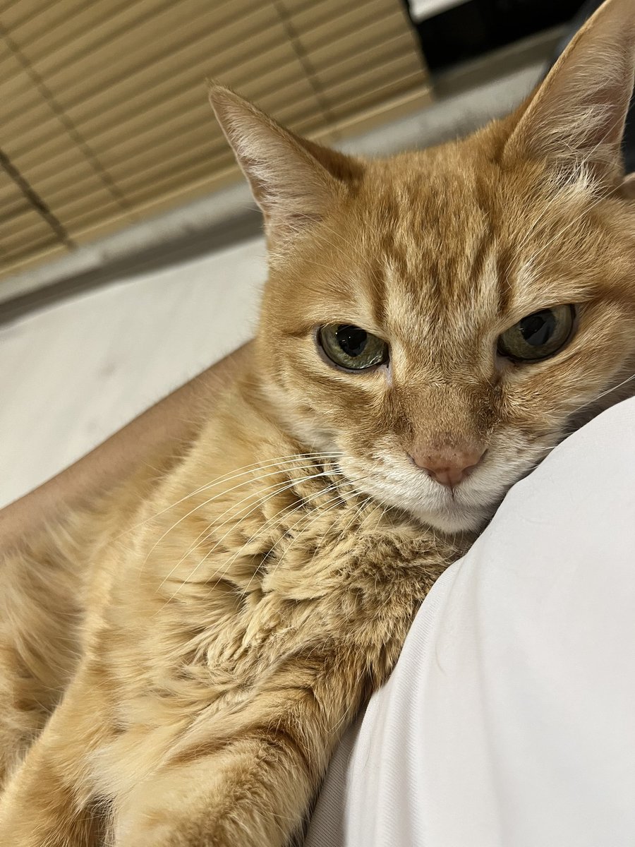 J3f0Zz1's tweet photo. #ねこのいる幸せ https://t.co/PPMah8RlWb