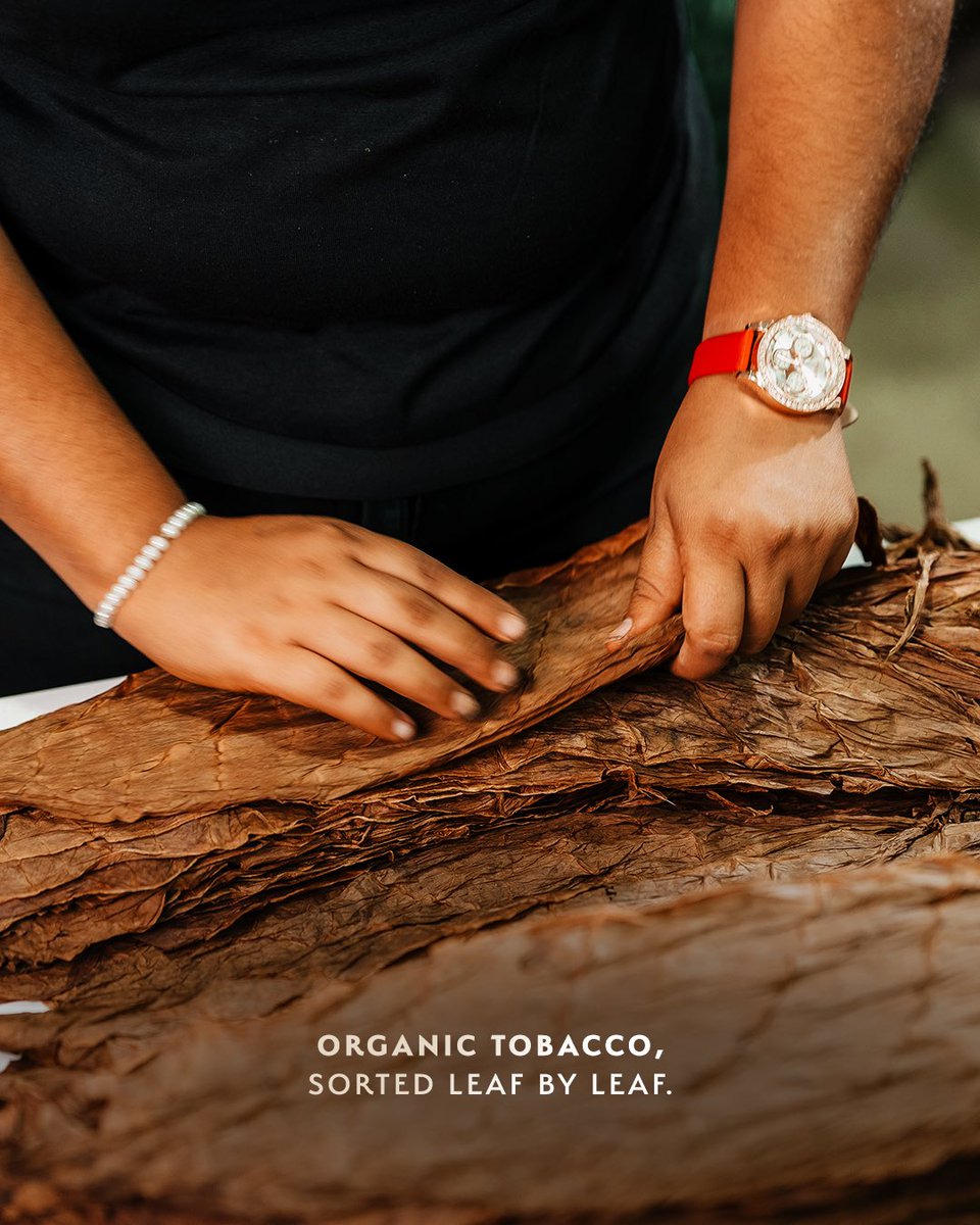 PlasenciaCigars's tweet photo. From the outside in, every leaf matters.
The wrapper brings its own character, while carefully selected filler leaves create layers of depth and complexity. It is the harmony between them that brings a blend to life.
#PlasenciaCigars #Tobacco #CigarCraftsmanship https://t.co/KzGTPe1A6h