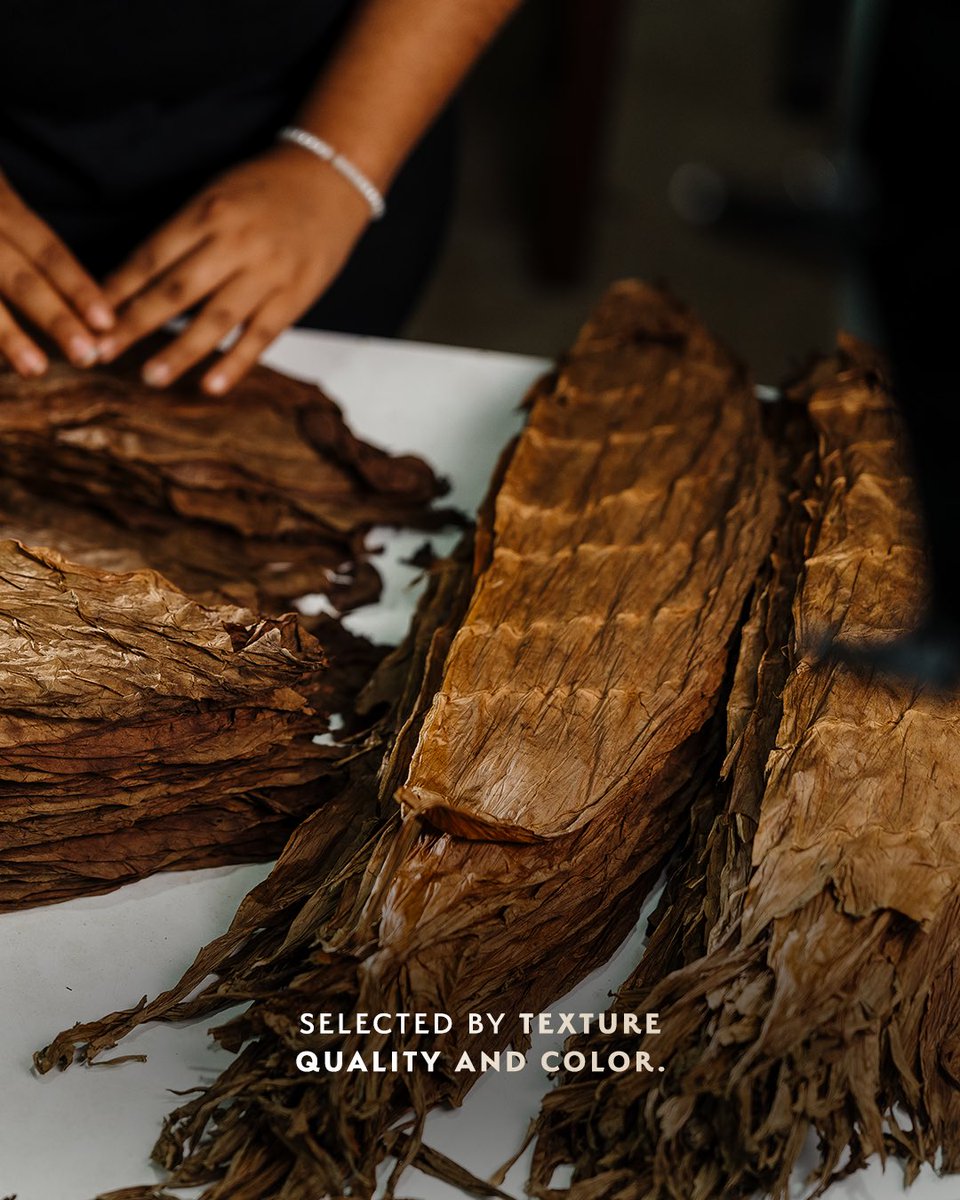 PlasenciaCigars's tweet photo. From the outside in, every leaf matters.
The wrapper brings its own character, while carefully selected filler leaves create layers of depth and complexity. It is the harmony between them that brings a blend to life.
#PlasenciaCigars #Tobacco #CigarCraftsmanship https://t.co/KzGTPe1A6h