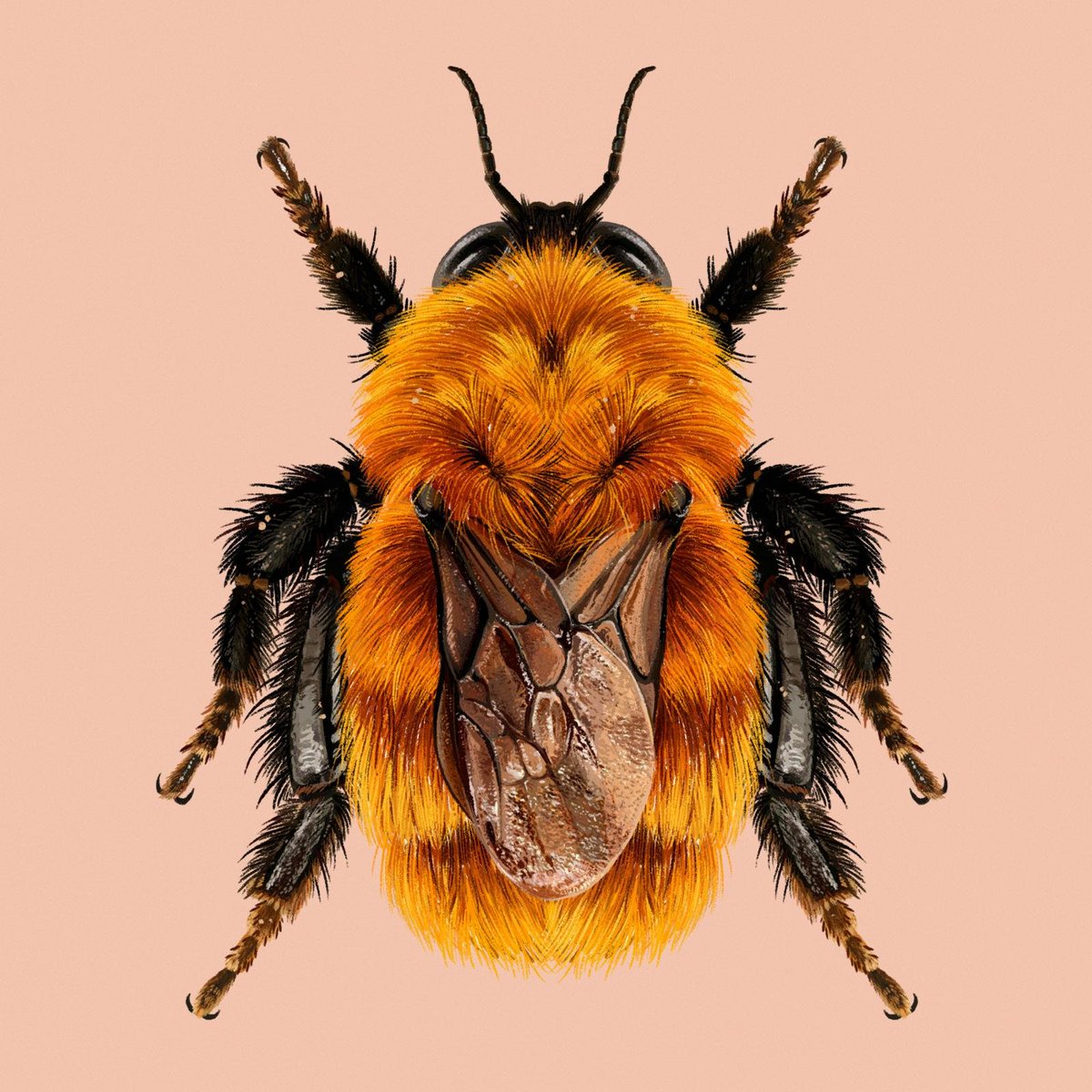 AMAZlNGNATURE's tweet photo. The world’s largest bumblebee is disappearing from Patagonia

Bombus dahlbomii, nicknamed the 'flying mouse' is declining as invasive European bumblebees introduced for crop pollination compete with it and spread diseases https://t.co/uQM1uzvG1W