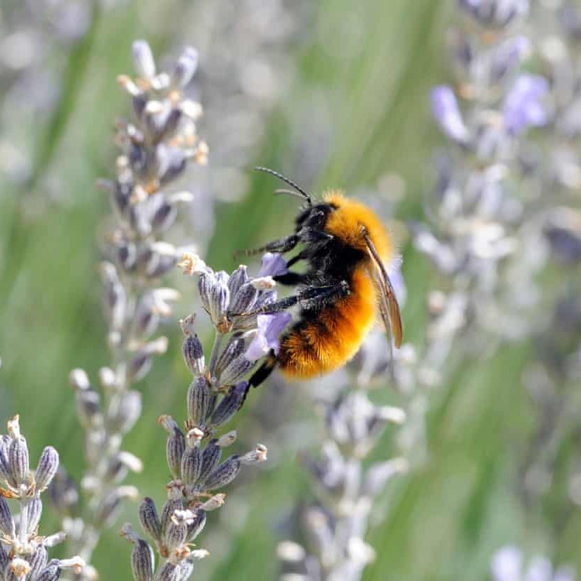 AMAZlNGNATURE's tweet photo. The world’s largest bumblebee is disappearing from Patagonia

Bombus dahlbomii, nicknamed the 'flying mouse' is declining as invasive European bumblebees introduced for crop pollination compete with it and spread diseases https://t.co/uQM1uzvG1W