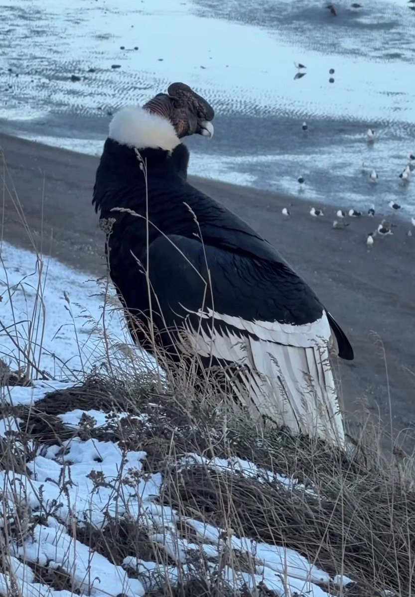 bichoargentum's tweet photo. Frio extremo en Argentina ❄️

Y aquí solo pensamos en como la pasan los bichos 🏔️ https://t.co/ToE5dV0uTk