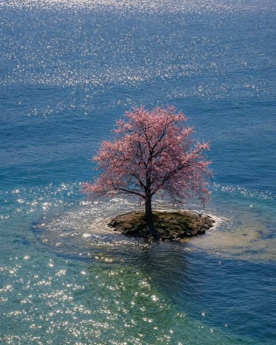 artindetails's tweet photo. spring found its own island. https://t.co/Mh3vU2BueI