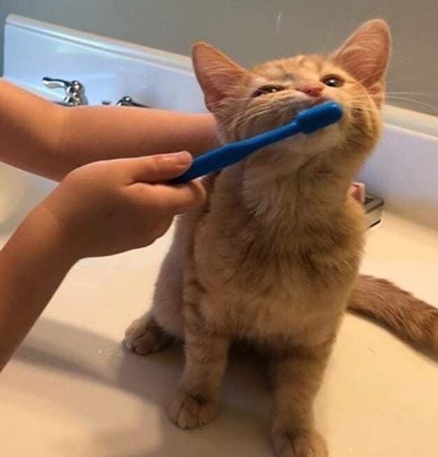 nekocatts's tweet photo. Let's brush your teeth https://t.co/9bkyWL7zZe