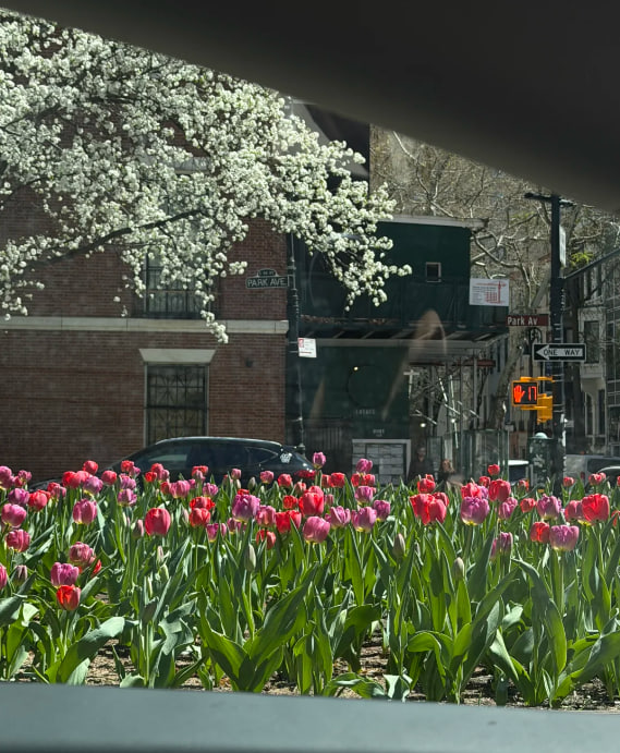 Danielle4tdh's tweet photo. The new week, much like spring, gradually unfolds at its own pace. https://t.co/CnvjSW1H0l