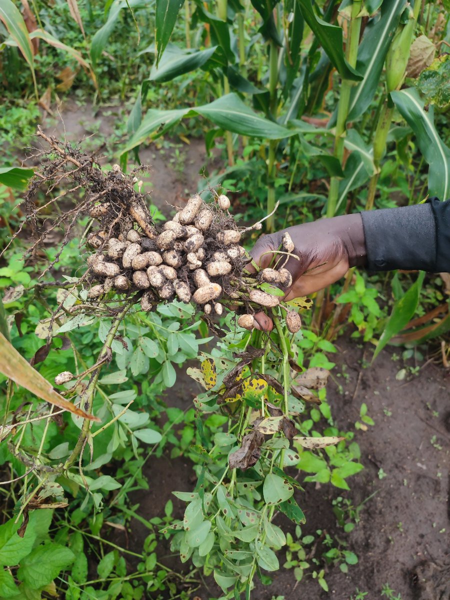 BiggRaj's tweet photo. Alhamdulillah, our groundnut harvest is ongoing.

We planted them on the 22nd of May and today makes it exactly 80 days after planting. 

Additionally, we planted only 9 mudu (small measuring bowls), and they were planted in-between our maize which is the main production aimed to augment our animal feeds. 

As such, other than the cost of seed (18,000), we didn't spend anything on the groundnut. 

I'll mention the number of bags gotten once we are done drying and bagging them insha'Allah. 

Lastly, the whole produce is suitable for our animals. 

The groundnut haulms ( leaf + stem ) are good roughage.

The groundnut shell is also a good source of animal roughage. 

And the the groundnut kernel itself, very high in protein. 

Our cattle and rams will eat good🙏🏾

As a farmer, you must always think of maximisation!