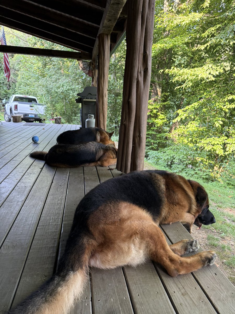 _yogi_Bear_316's tweet photo. Keeping poppa safe from all those critters out there 😁🤣 https://t.co/Xfq8ewe1XC