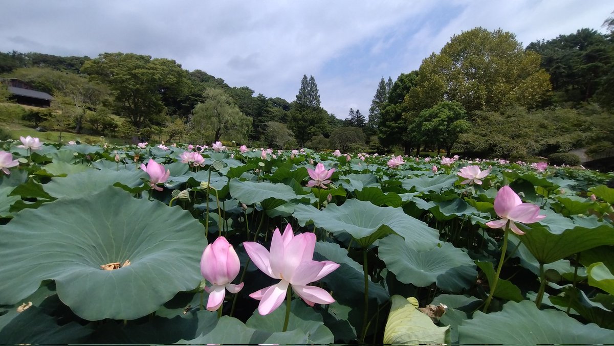 shunkaorii's tweet photo. 今出来ること
精一杯してたら
出会えた景色

お昼過ぎなのに咲いててくれた♪
手のひらサイズにビックリ

望むも大事だね
ありがとうがいっぱい(*´˘`*)♡

＃オオガハス https://t.co/9Eq6RXwYhB