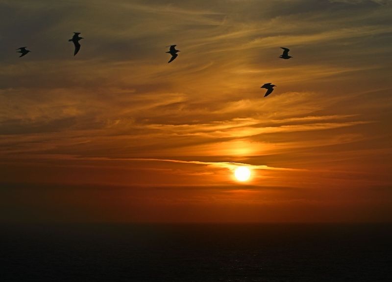 earthskyscience's tweet photo. Seagulls racing the sun for home ... Cecille Kennedy in Depoe Bay, Oregon, saw these 5 #seagulls at #sunset flying north to Pirate Cove. Thank you, Cecille! 🐦🌅

https://t.co/b5rxIgaLAf

See more great photos, and submit yours:
https://t.co/ImHOoAxVCI https://t.co/BkSckzsiDc