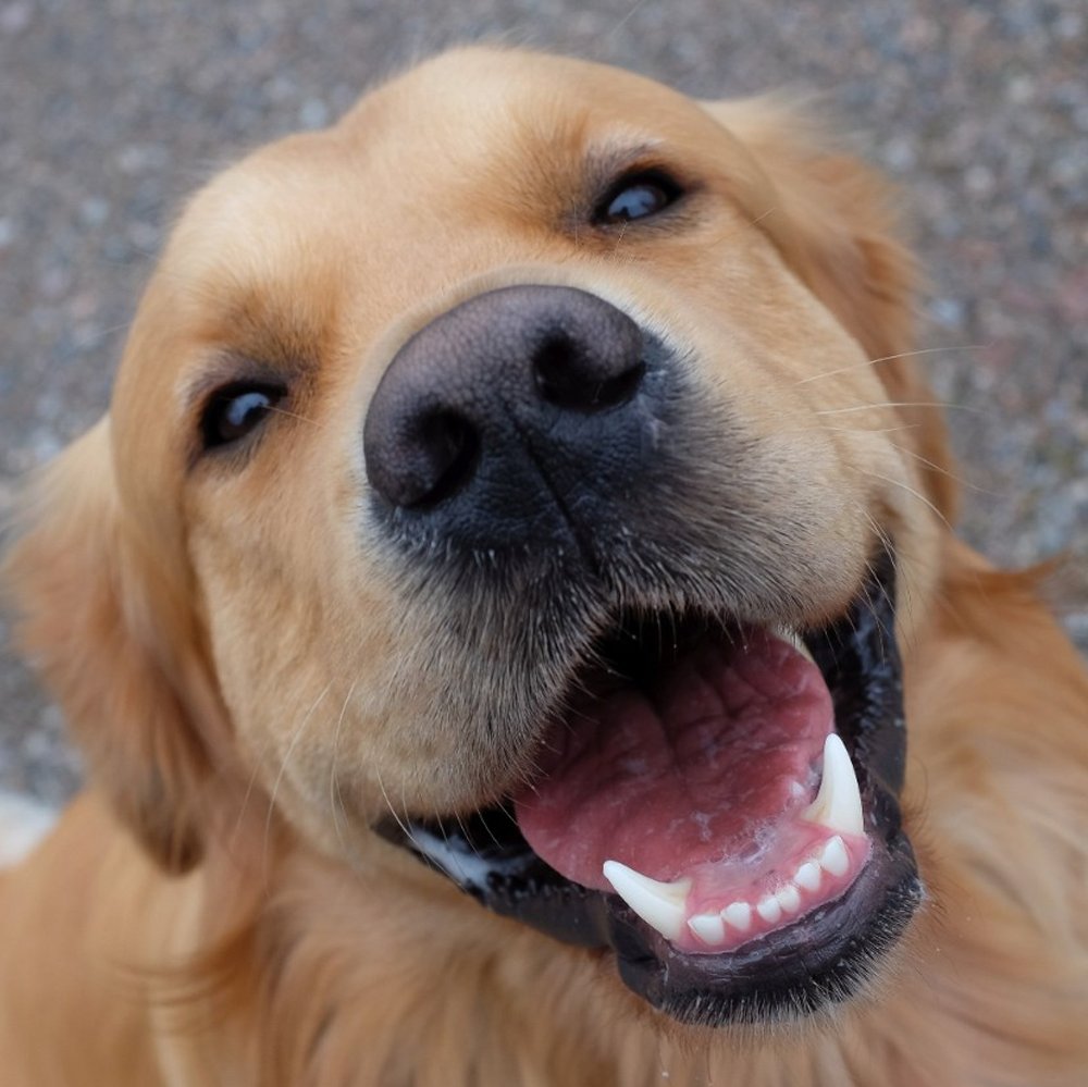 InternetH0F's tweet photo. South Korea is fully banning dog meat by February 2027, with over 82% of farms already shut down

The government is paying farmers up to $452 per dog to surrender their animals https://t.co/XrVaYwH2CF