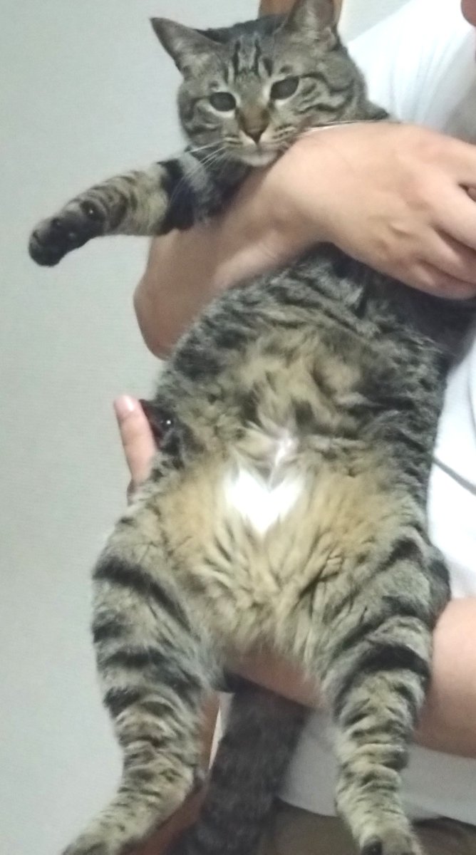 Guchiko_F's tweet photo. 本日、可愛すぎる子猫(？)🍁もみじ🍁2歳の誕生日です✨️
11月10日に推定3カ月で貰ったので、誕生日を今日に設定したのですが…なんと！810はハートの日♥
決めた時には気付きませんでしたが、体勢次第でお腹にハートが見え隠れ♥
ピッタリだね、もみじ🍁
今年も一年、よろしくね〜♥ https://t.co/asJfd8m39O