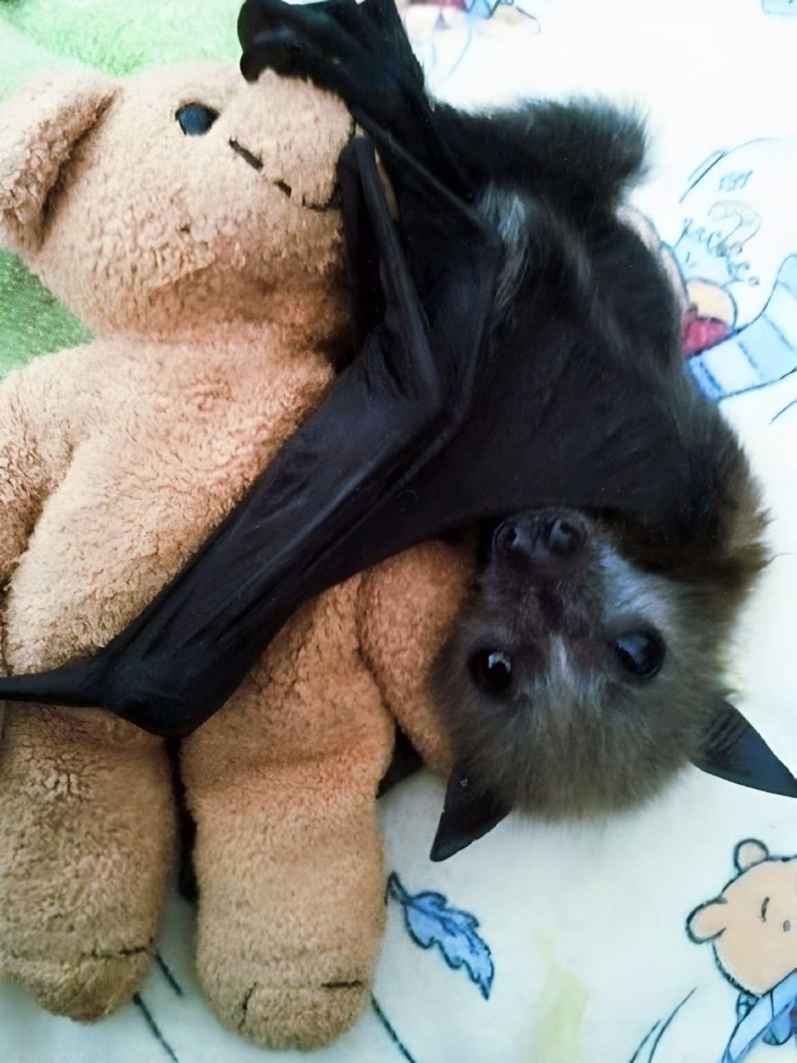 urgoregff's tweet photo. little cuties with their teddies https://t.co/brq6daspT2