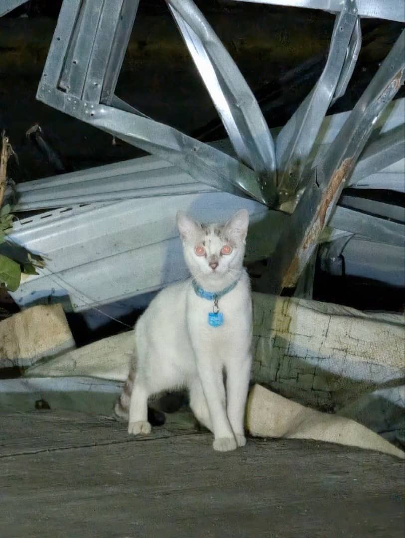 inconssiente's tweet photo. Los muchachos encontraron a Duque anoche, están a la espera de que contesten sus dueños. 

Comprobando la importancia del uso de la plaquita. https://t.co/qmNxfIzwwd