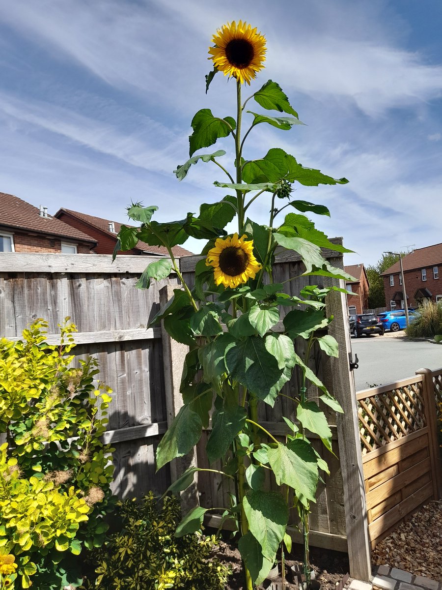 BigSunProject's tweet photo. Sunflowers growing in Chester during The Big Sunflower Project 2026.
#TheBigSunflowerProject
#Sunflower #Sunflowers
#GrowASunflower #SowGrowShow
#LetItGrow
#Centronuclear
#CentronuclearMyopathy
#Myotubular #MyotubularMyopathy
#CentronuclearMyopathies
#RareDiseases https://t.co/NuNVycr5Qs