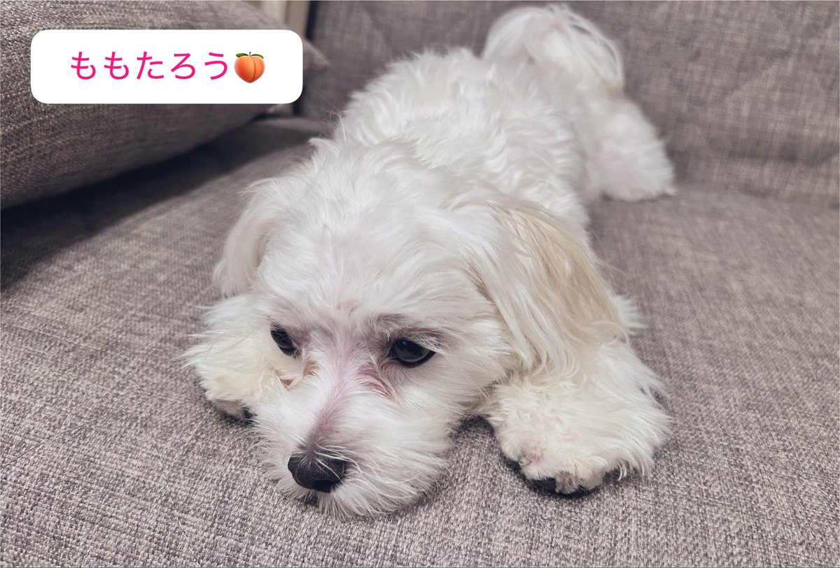__0an's tweet photo. 長期不在から回復しました〜〜꒰ঌ໒꒱

今日からまた推し生活っっ　ﾟ｡〰️୨୧๋࣭
ぴあアリーナ楽しみ〜〜◞❤︎ https://t.co/rEA76xbTKw