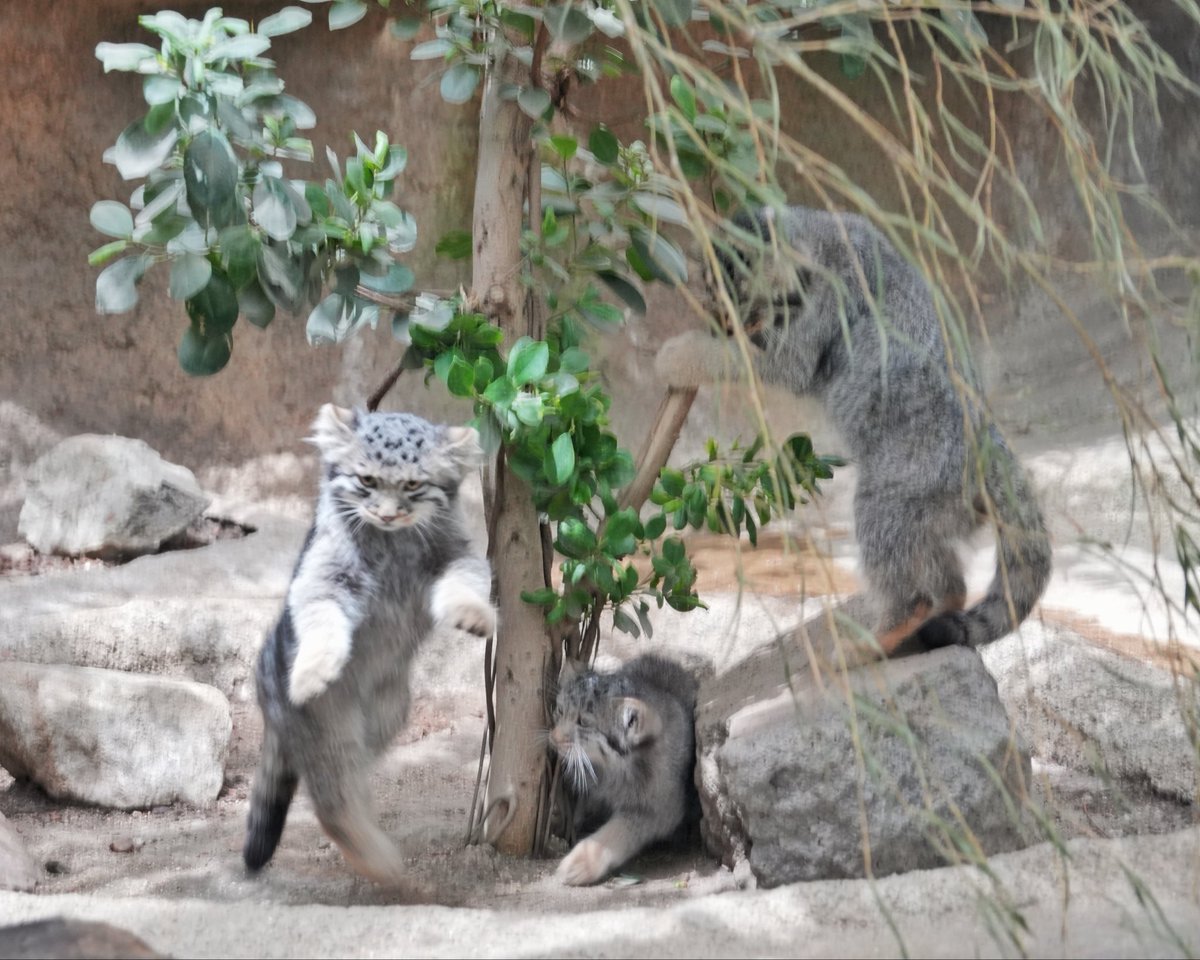 wuyuj2's tweet photo. Azlings at play!
わちゃわちゃ仔マヌルたち！
#pallascat
#マヌルネコ
📷 2026/8 https://t.co/d88AFcgAGs