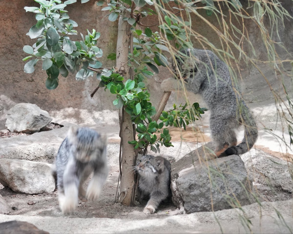 wuyuj2's tweet photo. Azlings at play!
わちゃわちゃ仔マヌルたち！
#pallascat
#マヌルネコ
📷 2026/8 https://t.co/d88AFcgAGs