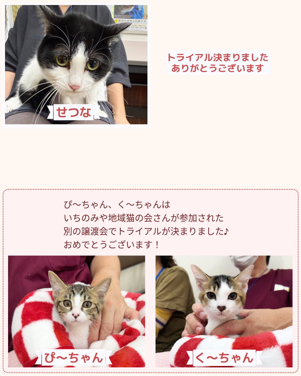 minatonekonokai's tweet photo. 8/1,2,9の譲渡会では19匹のトライアルが決定しました

皆様のRP拡散のおかげで温かいご縁がたくさん繋がっています
本当にありがとうございます🍀

次回譲渡会
•8/16(日)13:30-15:30
•名古屋市熱田生涯学習センター 

初めての方も、お気軽にお越しください

#譲渡会の報告 #保護猫を家族に https://t.co/eCssfZt76r