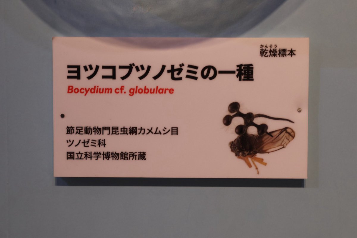 Kitase394's tweet photo. 今国立科学博物館に行くと生ボッキディウムが見れるぞ！！ https://t.co/kZoz0iOnx0