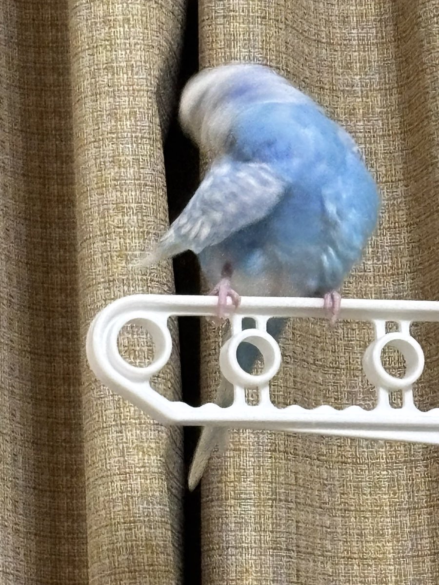 cmjtxh's tweet photo. 可愛い
早く見つかりますように
#セキセイインコ #迷子 #インコ #迷子鳥 #鳥 #迷子の小鳥 #大好きな小鳥 #千葉県 #市原市 #五井 https://t.co/SdBJDQv2fy