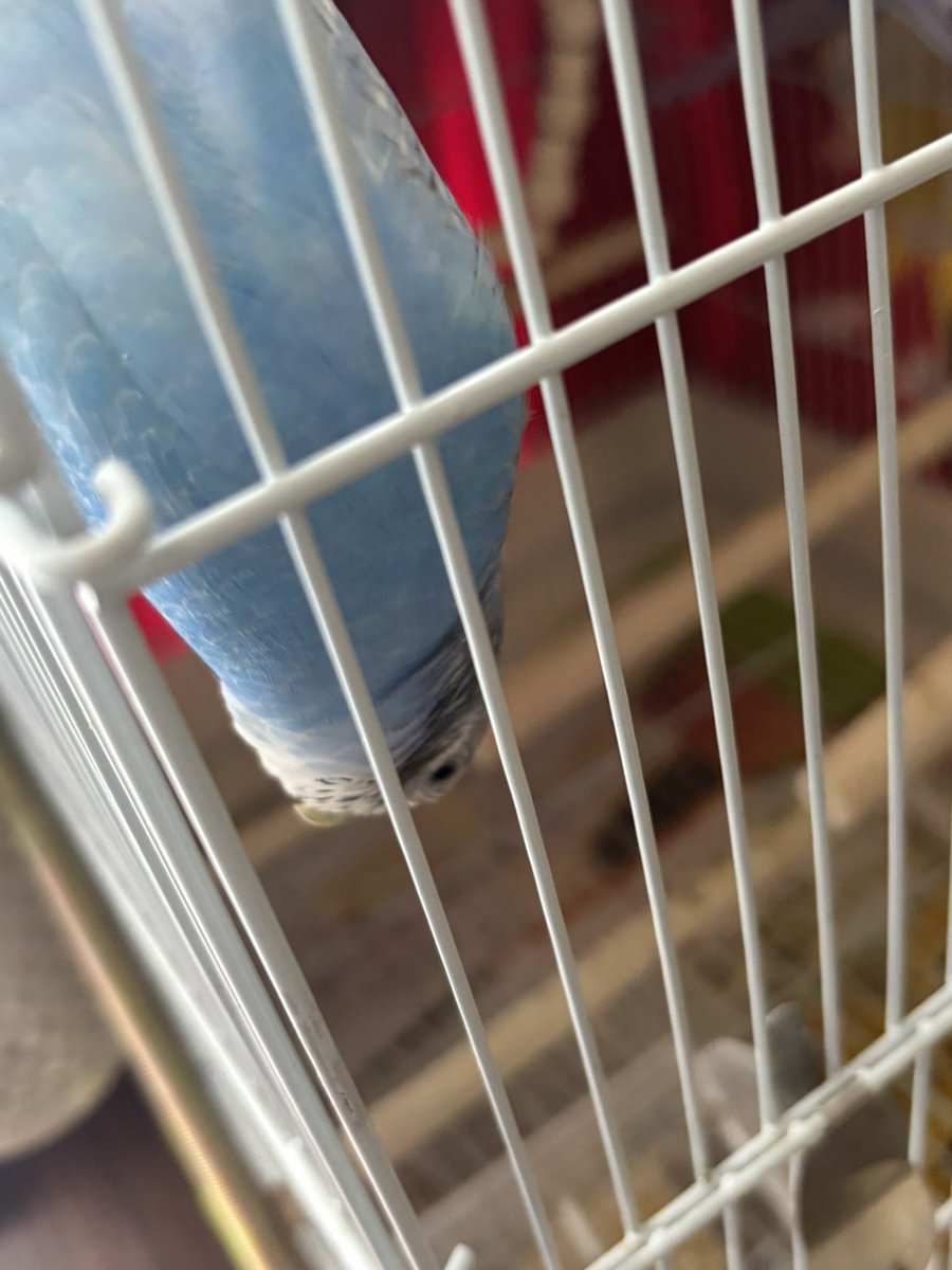 cmjtxh's tweet photo. 可愛い
早く見つかりますように
#セキセイインコ #迷子 #インコ #迷子鳥 #鳥 #迷子の小鳥 #大好きな小鳥 #千葉県 #市原市 #五井 https://t.co/SdBJDQv2fy