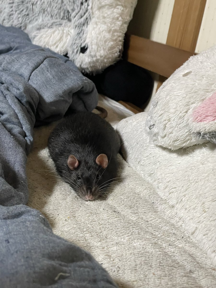 htyuhtyus's tweet photo. ぺちゃんこになってるなーと思ったら
にじり寄ってきた https://t.co/XrUOhXxpuK