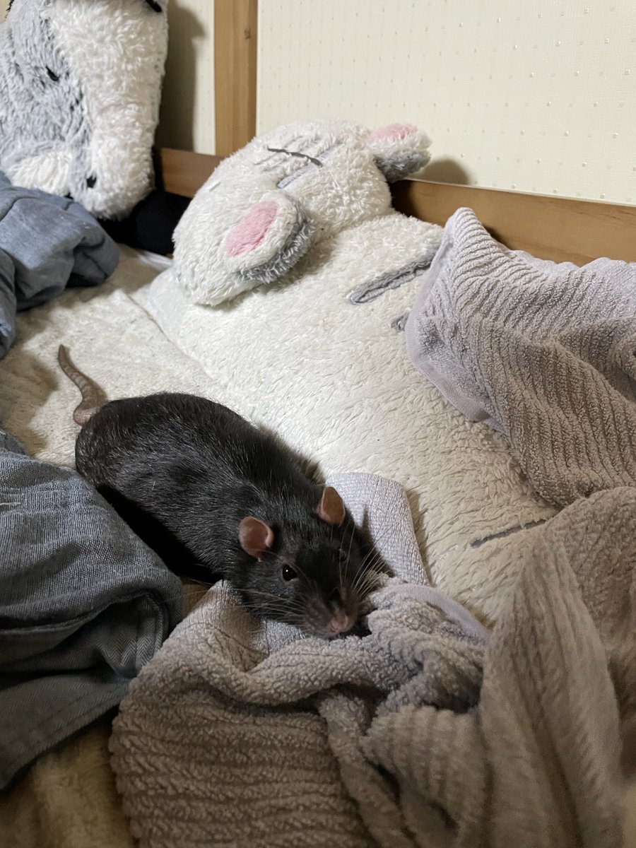 htyuhtyus's tweet photo. ぺちゃんこになってるなーと思ったら
にじり寄ってきた https://t.co/XrUOhXxpuK