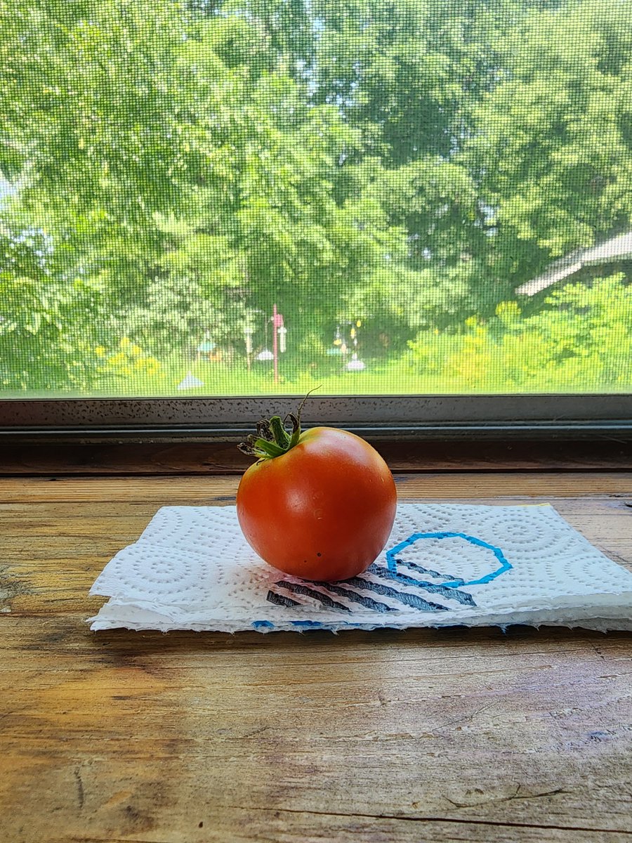 kanaestar's tweet photo. EVERYONE LOOK, I grew my very first tomatoe ☺️☺️ https://t.co/yeuhN50SPm
