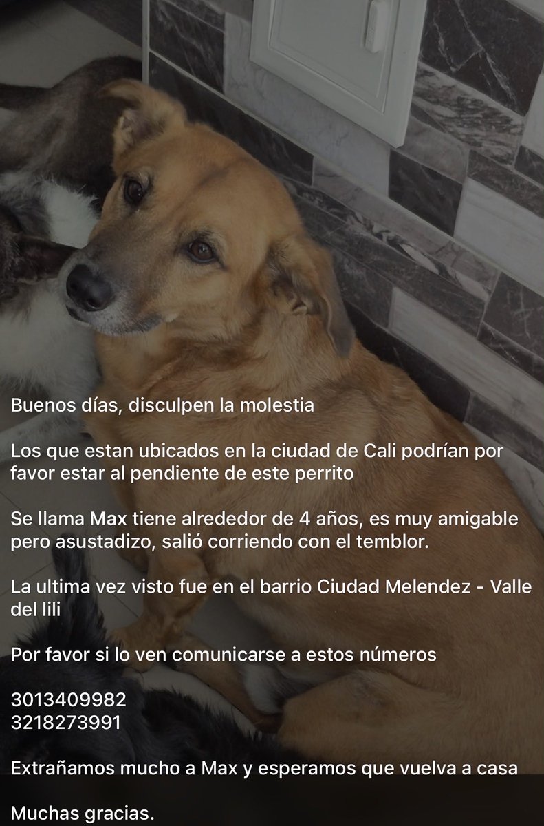 straykidsco's tweet photo. HILO DE MASCOTAS EXTRAVIADAS, favor difundir. 🫂 https://t.co/7SNxf3T2BB