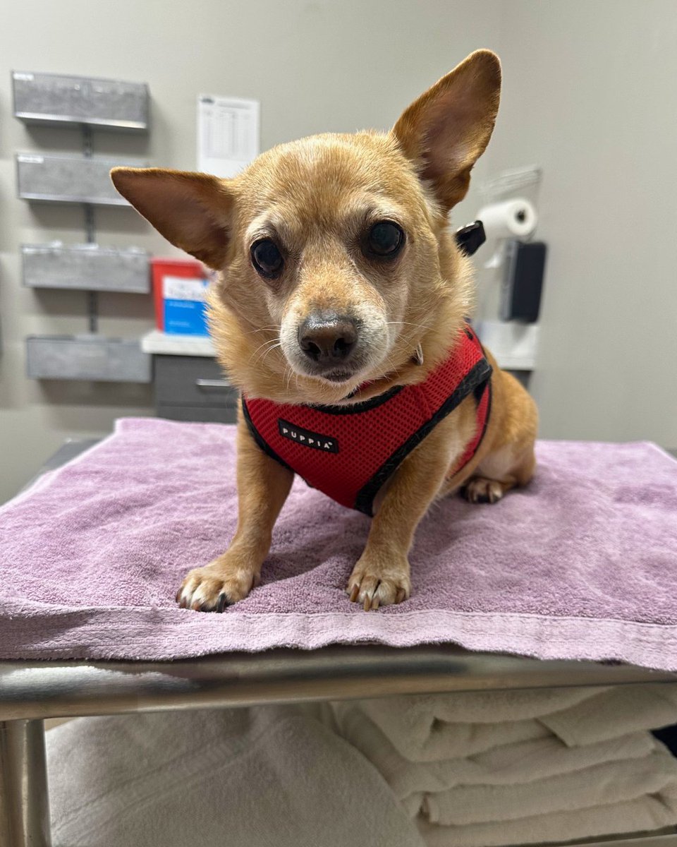 15outof10's tweet photo. This is Bernie. He was found as a stray with severe dental disease and a cancerous mass that required removal. We were able to cover the entirety of his care thanks to a donation from @seescandies, including 18 tooth extractions! He has since fully recovered and been adopted ❤️‍🩹 https://t.co/hKJWrKppe1