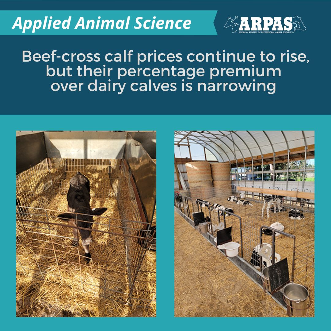 ARPAS_PAS's tweet photo. Analyzing six years of auction data, authors of a new study in #AppliedAnimalScience (https://t.co/JqHyxi1iuj) reveal the shifting market dynamics of beef-on-dairy breeding. https://t.co/T6nwe9owOO