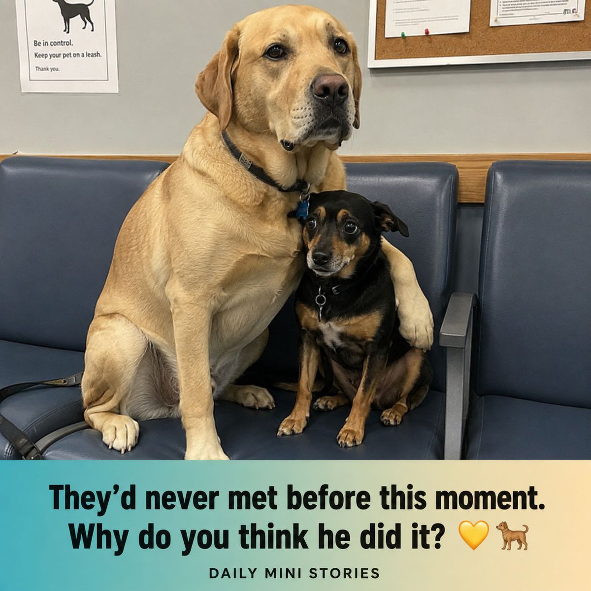 DailyMiniStorie's tweet photo. I took this in the vet's waiting room. 💛

The little one was shaking so badly the whole bench was vibrating. His owner was trying everything — treats, whispering, holding him.

Then the big dog beside them, who had never met either of them before in his life, just reached over https://t.co/91C8UakCui