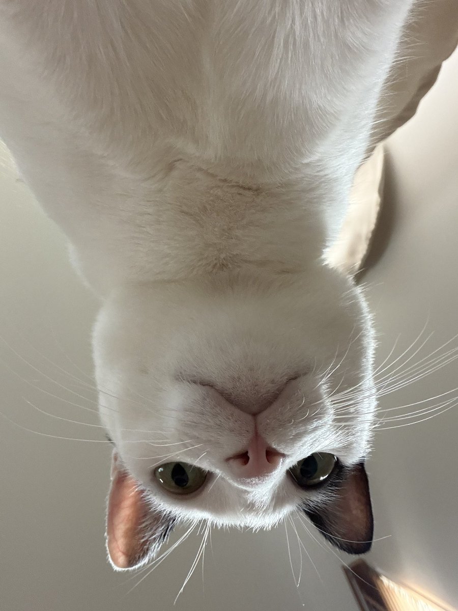 01thisisthis's tweet photo. แมวแอบเอาโทรศัพท์ไปเล่นหรอ https://t.co/PTIt1fqGqv