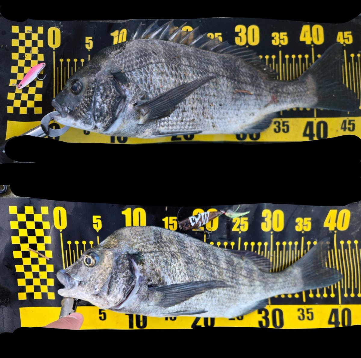Angler_raku's tweet photo. 久々にナイスチヌでした!
トップは5回ぐらいでたけど誤爆
バラシ2

色々なルアーをローテしながら
ポッパーとスプーンが本日のMVPでした!!

明日も行くわよ🎣 https://t.co/Zwg9i1sE4G