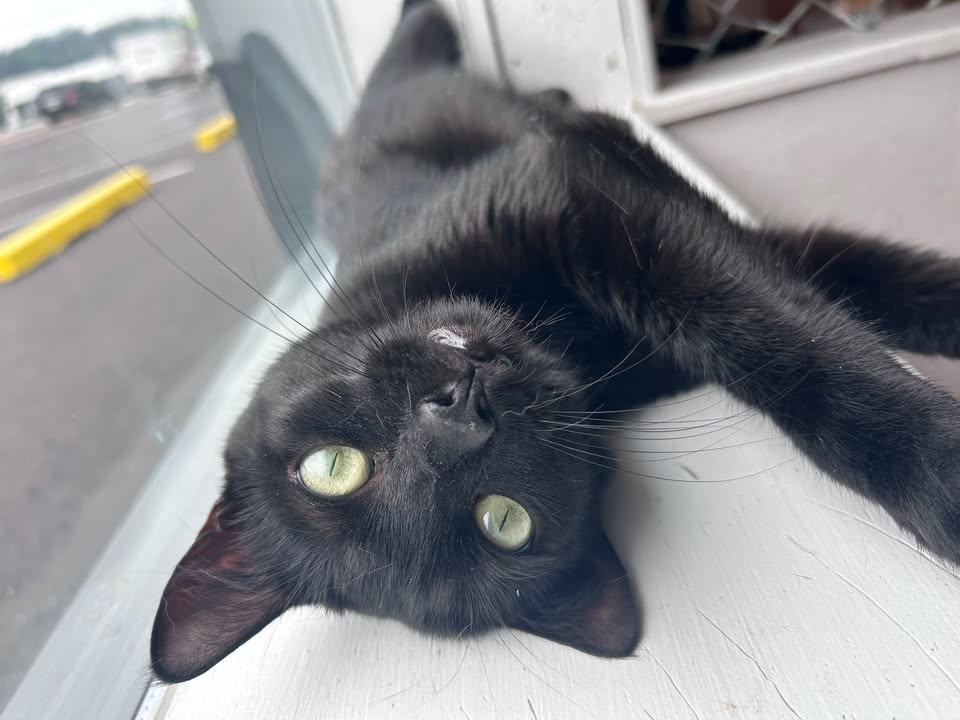 MeWowCatCafe's tweet photo. Mondays at MeWow - lazy day, resting up for Tuesday! 😽😹😽
#mewow #catcafe #mondays #resting #catlovers #doylestownkitties https://t.co/1utMCflXf1