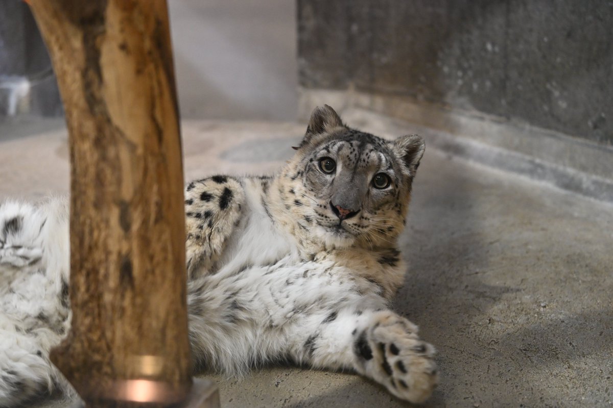 Canon_0331's tweet photo. わたしのここ、あいてますよ

#いしかわ動物園
#ユキヒョウ
#ジーマ https://t.co/82q1NkiOJp