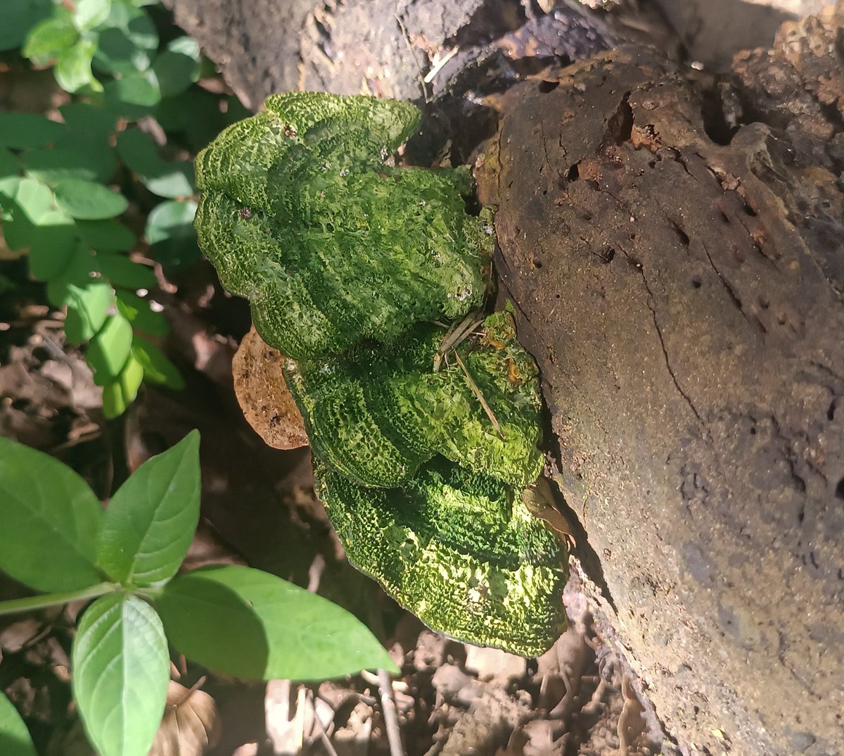 river_byVerne's tweet photo. Nice mushrooms for #MushroomMonday, let's have a great week!!! https://t.co/GewP9D5TDp