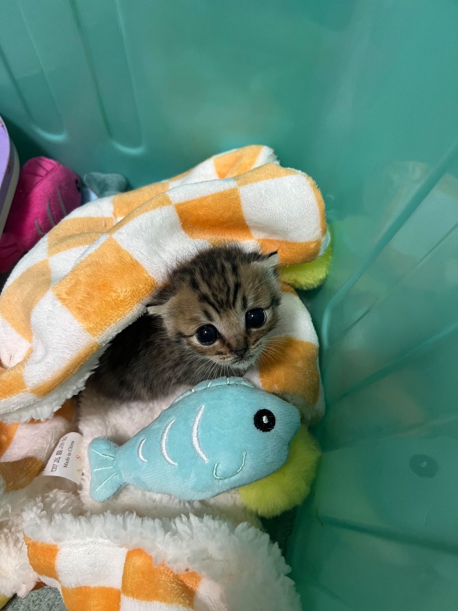 nocontextscats's tweet photo. 🥺 https://t.co/o353IEunOi