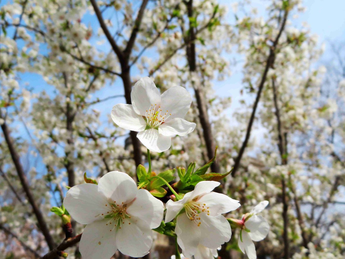 Siru33_'s tweet photo. [Sunny morning breeze + falling cherry blossoms = perfect start to the spring weekend! ]， https://t.co/hd60HjtLnh